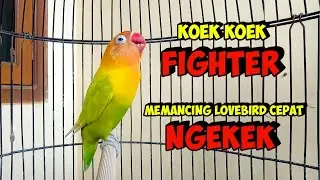 TAK LAMA DENGAR Langsung NYAUT, Pancingan lovebird Fighter Ngekek Panjang AMPUH bikin LB Cepat BUNYI