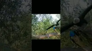 Eagle 🦅 vs 🦂Scorpion or Peacock 🦚 Part-6 Best Video  | Youtube Short #eagle #peacock #shorts