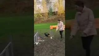 Top dog 🐕 #agilitytraining #agility #dogsport #hundeseelen #Hunde #HundeSport #training #dogtraining