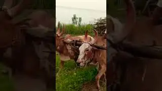 Bullock Bullockcart racing video
