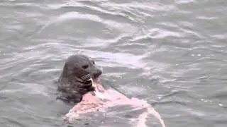 Harbor seals eating a skate(fish), Jenner 6-22-15