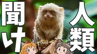 【緊急動画】ピグミーマーモセットを救いたい