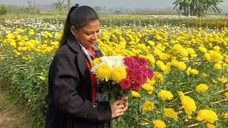 Ranaghat Chapra Flower Valley || Chapra Flower Garden || Ranaghat Flower Garden || Chapra Garden ||
