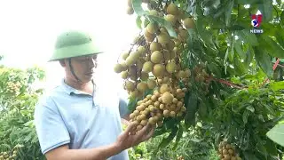Vietnamese longans make inroads into meticulous markets