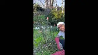 To Prune or Not to Prune....Roses!