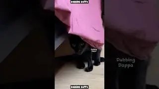 Kareeesss 🤣 #funny #cat #shorts #cats #shortsfeed #animals #dubbingdappa #catvideos #pets #comedy