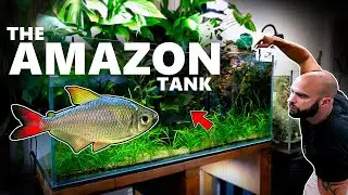 4-футовый аквариум Amazon: более крупные рыбы, обновление за 6 месяцев | MD Fish Tanks