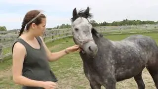 Thirst for Knowledge Thursday: Section B Welsh Pony