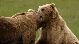 22. MAFF | Parents in the Wild - Mating Games and Birth Days - trailer