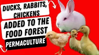 Ducks Rabbits And Chickens Added To The Food Forest -Permaculture