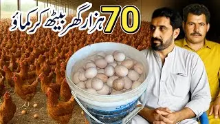How To start Poultry Farm at Pakistan | Golden Misri Poultry Business | Poultry Farm Plan