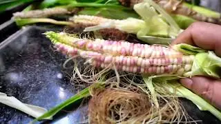 BALCONY CORN growing experiment in 2.5 hours sun | Did it work ? | Glass Gem Corn | Urban Garden