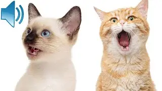 звуки, которые привлекают кошек - Мяу, чтобы кошки подошли к вам