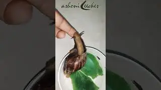 10 amazing beauty benefits of snail therapy | #snail #reels #shortsfeed S#ytstudiovideos #snails