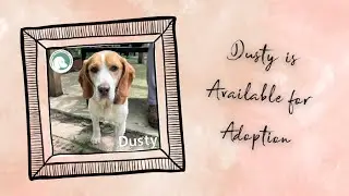 Dusty is Available for Adoption