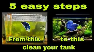 5 EASY STEPS || CLEAN AND CHANGE WATER OF YOUR BETTA FISH TANK || STEP BY STEP ||