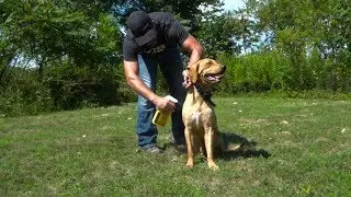 Sawyer Permethrin Insect Repellent Tips and Tricks for Sportsman and Dogs