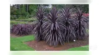 Cordyline - garden plants