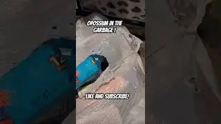 Opossum in the garbage!
