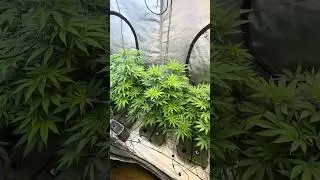 Day 1 flipped to flower #cannabiscommunity420 #plants #viralvideo #foryou #ledlights