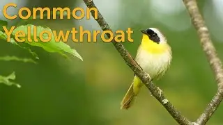 Common Yellowthroat: Undercover Warbler