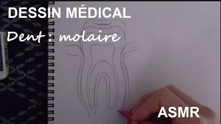 ASMR fran&ccedil;ais - Dessin m&eacute;dical : dent (molaire)