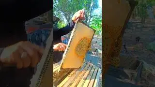 Nice Superhive Honey #beekeeping #honey #workerbee #honeybeesting #beekeeper