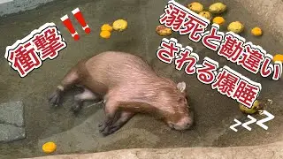 超貴重な衝撃シーンとらえました！お風呂で溺れて溺死！？と思ってしまうほどの衝撃的な爆睡♪