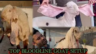 Anas Goat Farm A complete Hyderabadi Setup At Indore Madhya Pradesh