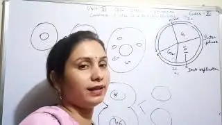 Interphase  of cell cycle class 11