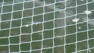 Notropis Chrosomus 1