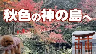 【宮島🍁もみじ饅頭やカキのグルメも楽しみ】朱色に染まる絶景だらけの神の島へ❗️愛犬も一緒🐶