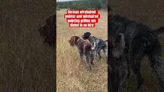 German wirehaired pointer and wirehaired pointing griffon smell a bird #gundog