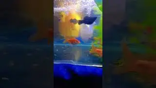 Amazing Colorful Guppy Fish 🐠 | Relaxing Fish Video#guppyfishfarming #guppy #goldfish #guppyfish