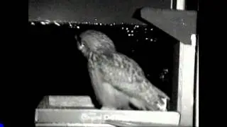 EagleOwl Male calling Germany 2016 02 16 204923