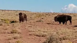 Where the buffalo roam #@blueroosterhuntingranch3501 