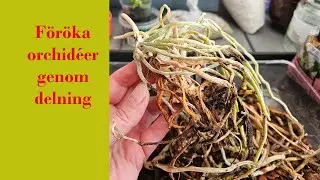 Föröka orkidéer genom delning