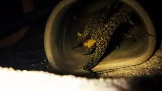 Update: Pseudacanthicus spinosus (L160 pleco) fanning eggs/fry
