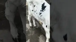 the holstein friesian #viral #calf 💗💗❣️❣️💓💞💕&hearts;️