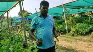 olive oil plants. (best quality in india) contact directly-6003385749