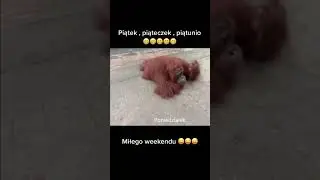 Weekend #komedia #funny #mmaequipment #videos #meme #mmagear #waldek #comedy #mmashorts #więzienie