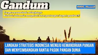 Uji Coba Gandum: akankah Indonesia berhasil mengurangi ketergantungan import gandum?