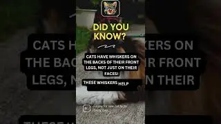 Did You Know Cats Have Whiskers on Their Legs ?
