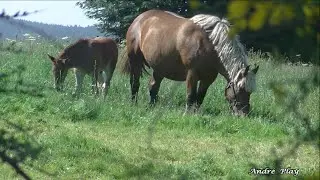Le Fau à Saint-Just- Malmont ( Haute-Loire )  le  17 Mai 2025