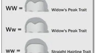 Autosomal and sex Linked Inheritance