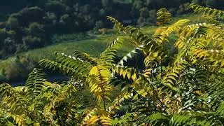 Vinegar Tree   134536