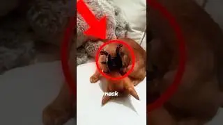Why Cats Freeze When Grabbed by the Neck 😼#giveaway