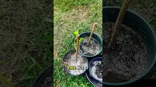Regrow Mulberry Tree - Too Easy! #centralflorida #easygardening #mulberries