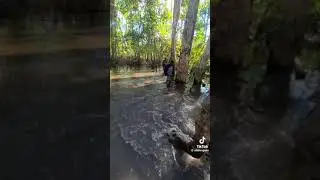 missing in the swamp land