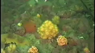 Ocean Bottom Oasis Nova Scotia